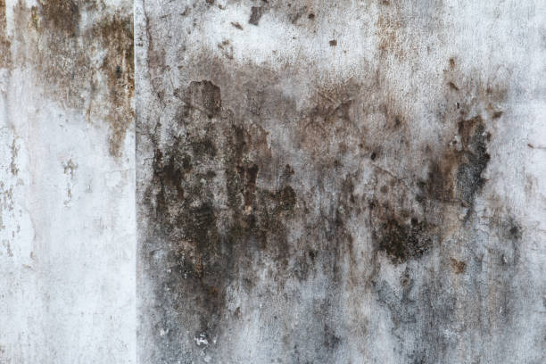 Trusted Forsyth, MT Mold Removal Experts