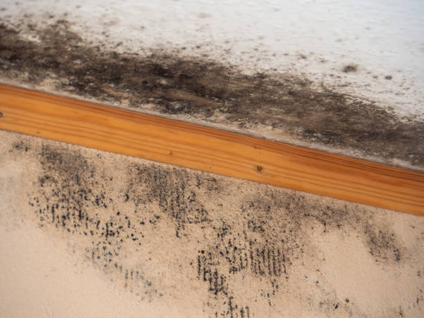 Best Dehumidification Services  in Forsyth, MT
