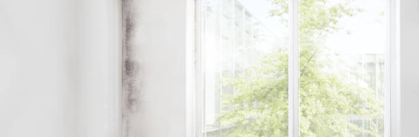 Best Water Damage & Mold Remediation  in Forsyth, MT