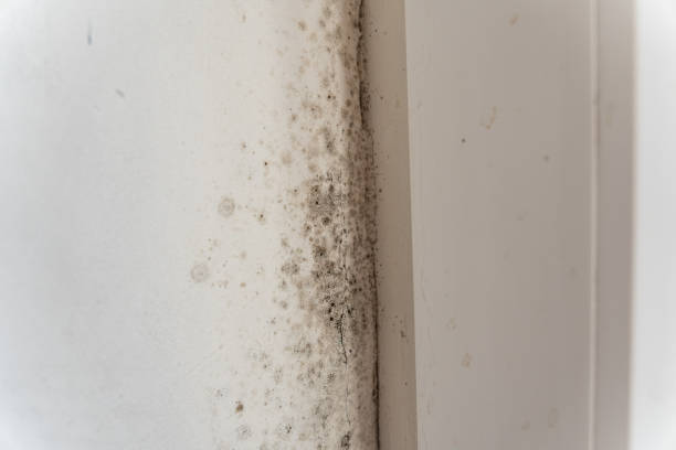 Best Emergency Mold Remediation  in Forsyth, MT