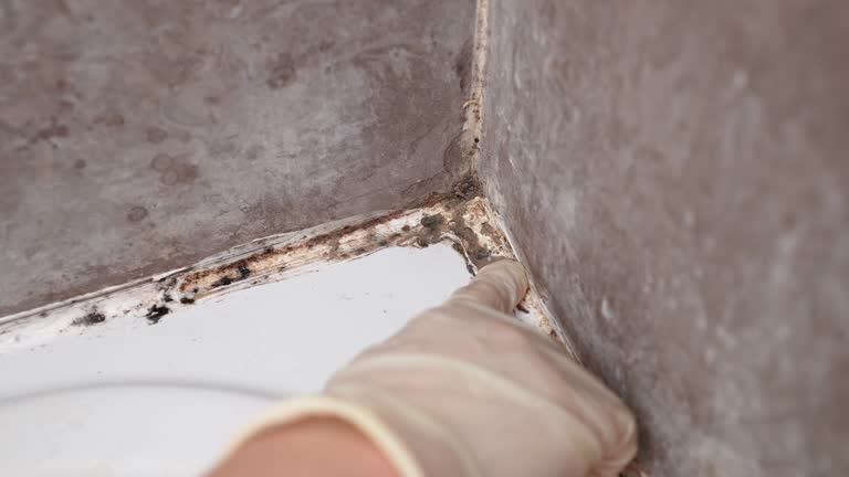 Best Forensic Mold Investigation  in Forsyth, MT